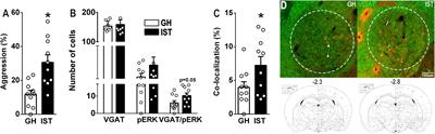 Synthetic Oxytocin and Vasopressin Act Within the Central Amygdala to Exacerbate Aggression in Female Wistar Rats